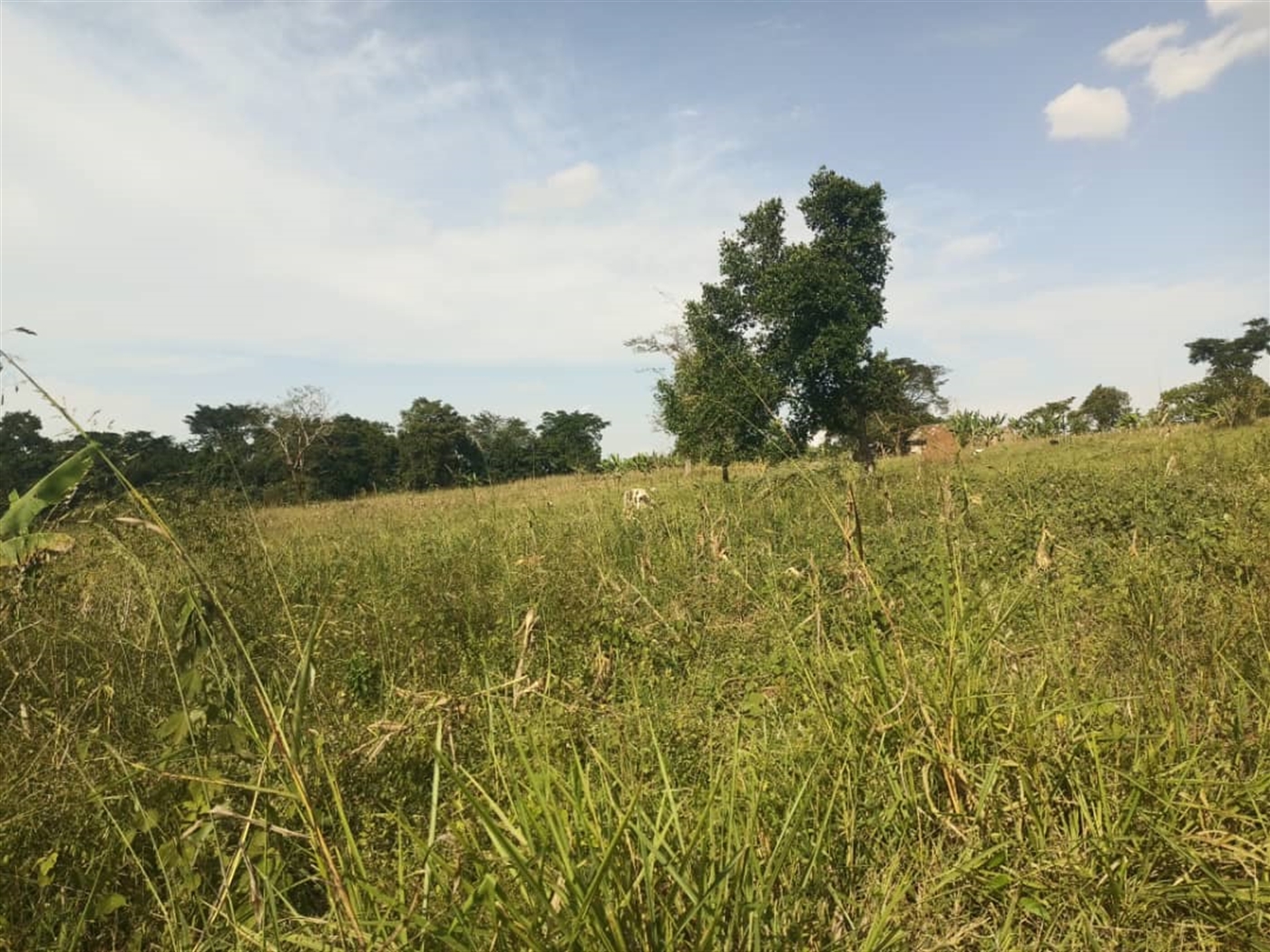 Residential Land for sale in Kasabye Nakaseke