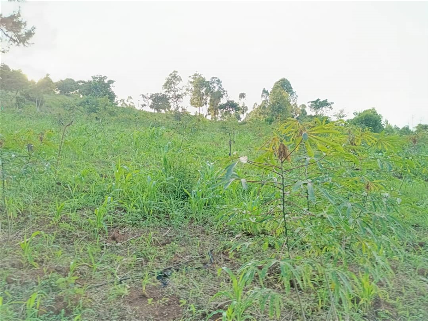 Residential Land for sale in Kisoga Wakiso
