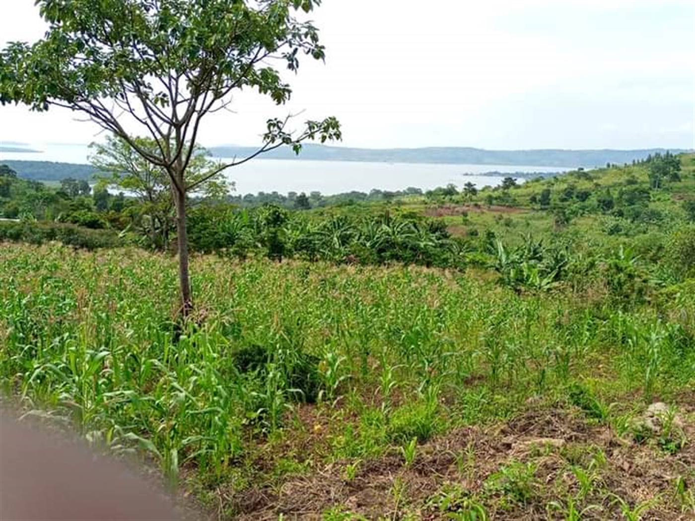 Residential Land for sale in Buwooya Mukono