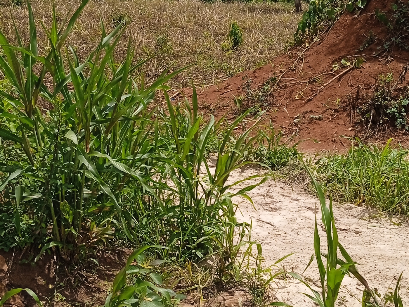 Residential Land for sale in Matuggakiwebwa Wakiso