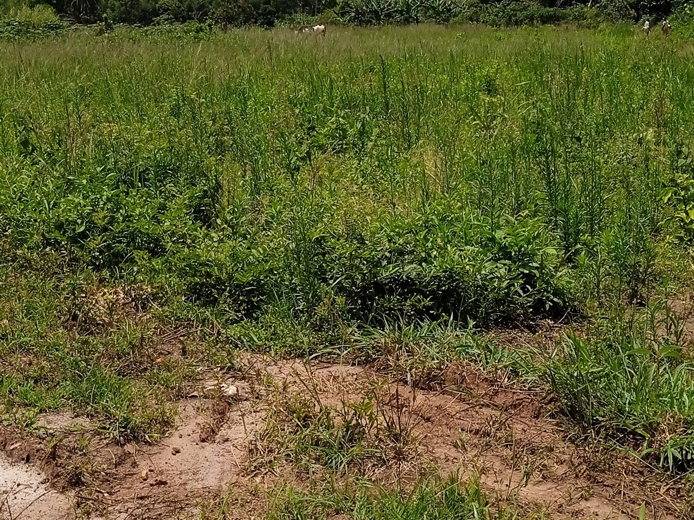 Residential Land for sale in Matuggakiwebwa Wakiso