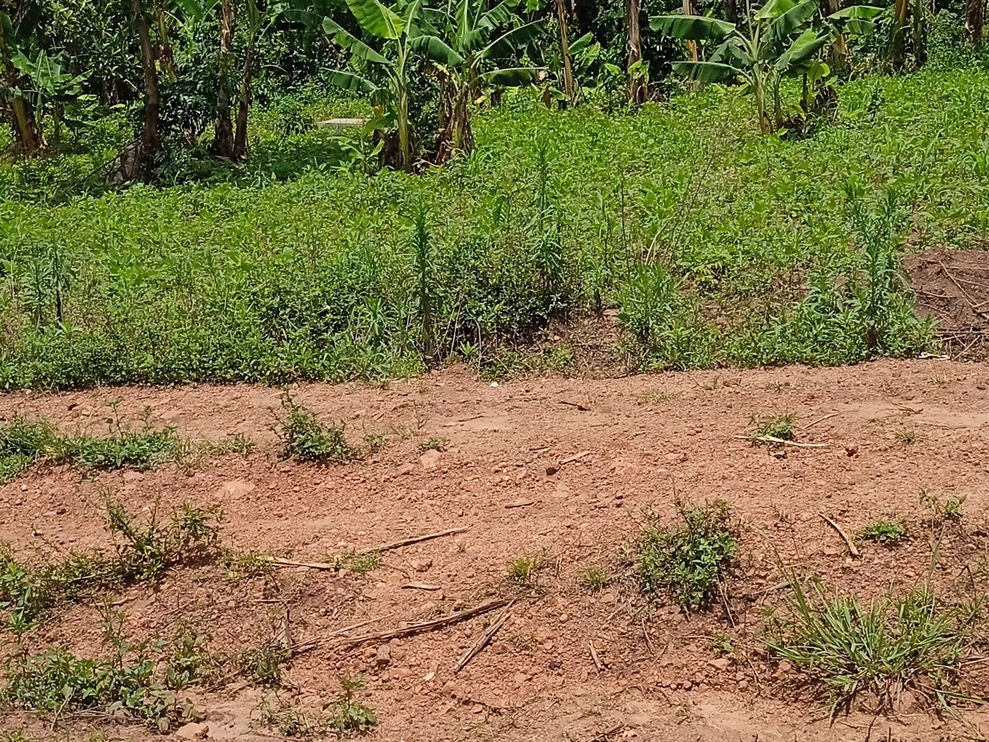 Residential Land for sale in Matuggakiwebwa Wakiso