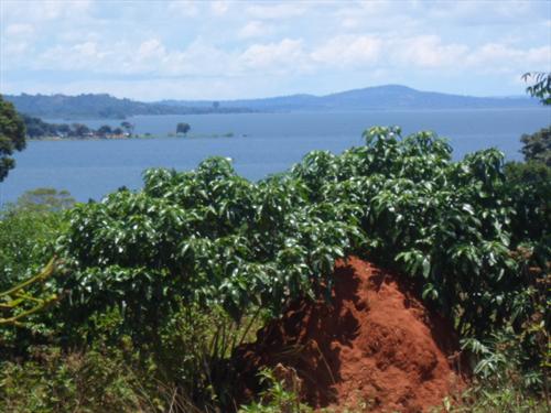 Residential Land for sale in Bwelenga Wakiso