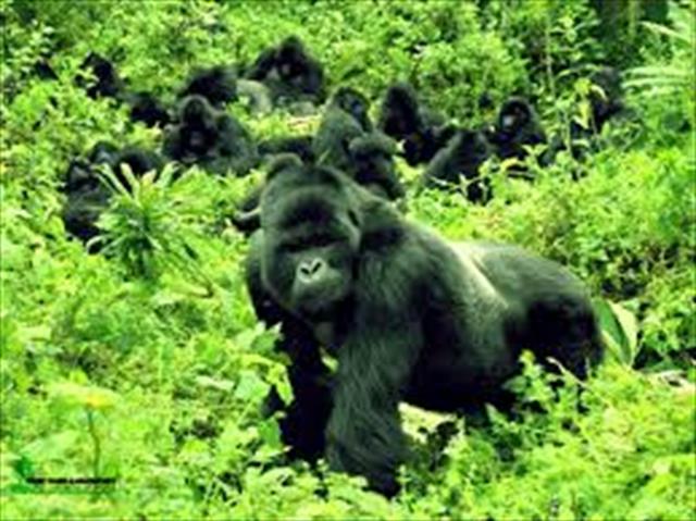 6 Days Gorillas and Wildlife safari